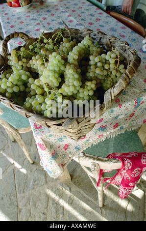 Korb mit Trauben, Cinque Terre, Ligurien Italien, Europa Stockfoto