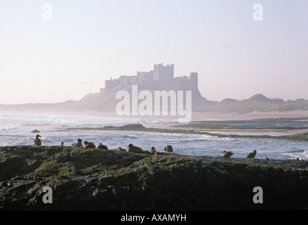 Bamburgh Castle, Northumberland. Blick nach Süden Osten. Am frühen Morgen wenig Licht an einem Wintertag. Eider duck im Vordergrund. Stockfoto