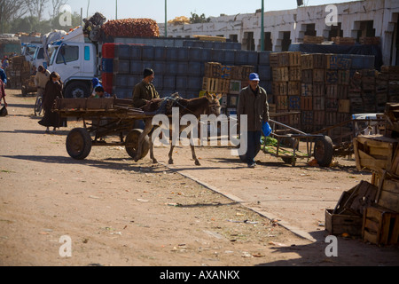 Agadir-Markt, Marokko, West-Afrika. Männer auf Wagen mit Esel Stockfoto