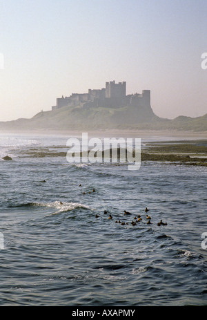 Bamburgh Castle, Northumberland. Blick nach Süden Osten. Am frühen Morgen wenig Licht an einem Wintertag. Eider duck im Vordergrund. Stockfoto