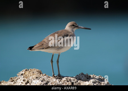 Willet Catoptrophorus Semipalmatus stehen auf Felsen Florida USA Stockfoto