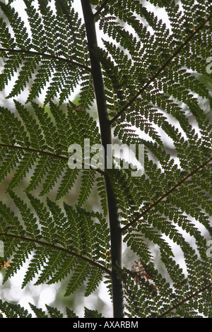 Nahaufnahme der Unterseite einer Palme Farn Typ Stockfoto
