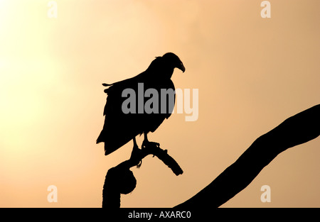 Silhouette der Türkei Geier Cathartes Aura thront auf Zweig Florida USA Stockfoto