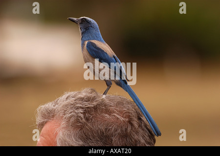 Florida Scrub Jay Aphelocoma Coerulescens thront auf Personen Kopf Florida USA Stockfoto