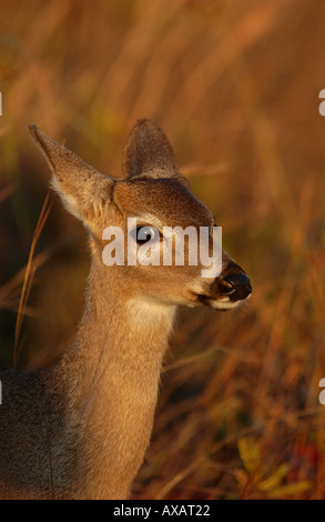 Florida White tailed Key Deer Odocoileus Virginianus Clavium Florida USA hautnah Stockfoto