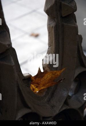 NMB74368 Herbstblatt auf Tor Istanbul Türkei Stockfoto
