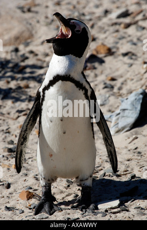 Afrikanische Pinguin Spheniscus Demersus foxy Strand in der Nähe von Boulders Strand auf die False Bay Kapstadt westlichen Kapprovinz in Südafrika Stockfoto