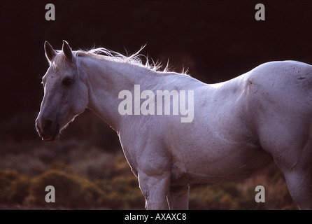 Weißes Pferd stehend in der sage Stockfoto