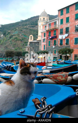 Katze auf einem Boot in das Dorf von Vernazza-Italien Stockfoto