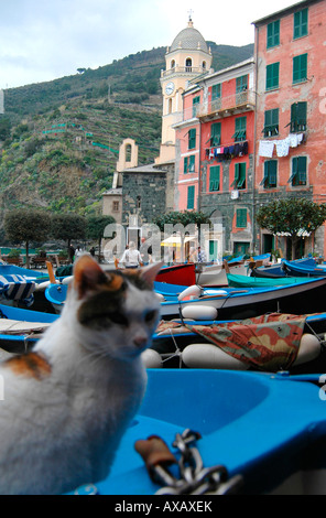 Katze auf einem Boot in das Dorf von Vernazza-Italien Stockfoto