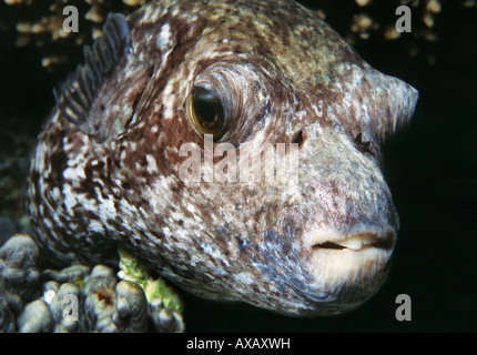 Nahaufnahme des maskierten Kugelfisch Kopf Stockfoto