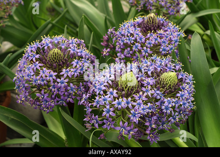 Karibische Lilie kubanischen Lilie Riesen Blaustern Hyazinth von Peru oder Peruanische Lilie Scilla peruviana Stockfoto