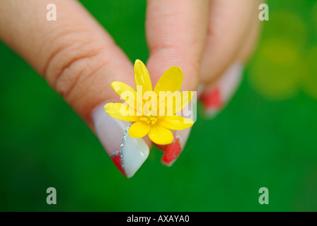 Herr Finger mit ausgefallenen Nägel mit nail Lackierung in verschiedenen Farben, die eine Blume der kleinen Schöllkraut Ranunculus Ficaria L Stockfoto