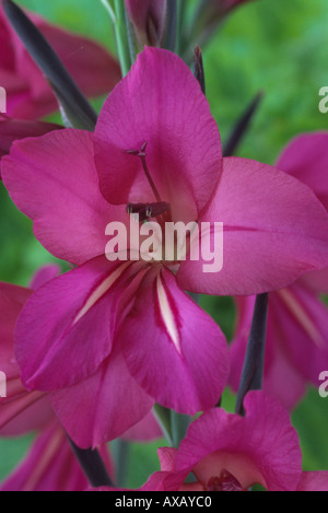 Gladiolus Communis Subsp Byzantinus AGM Stockfoto