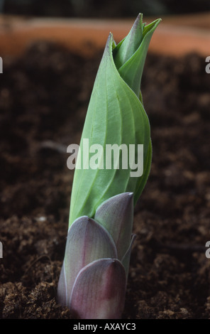 Hosta. Entstehende Boden. Wegerich-Lilie. Stockfoto