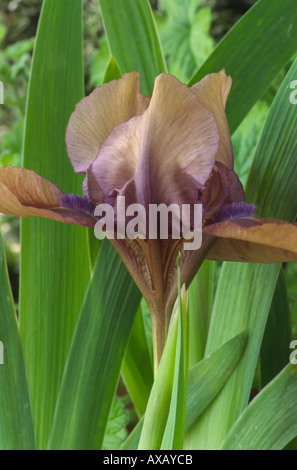 Iris 'Jiansada'. Standard-Zwerg-Bartiris. Stockfoto