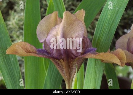 Iris 'Jiansada'. Standard-Zwerg-Bartiris. Stockfoto