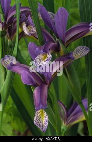 Iris Graminea. AGM bartlos Spuria Iris. Stockfoto