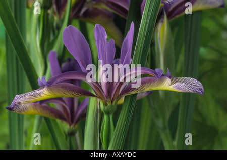 Iris Graminea. AGM bartlos Spuria Iris. Stockfoto