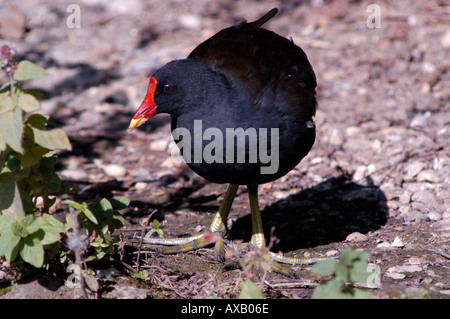 Teichhuhn (Gallinula Chloropus) Stockfoto