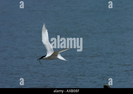 Brandseeschwalbe (Sterna Sandvichensis) im Flug Stockfoto