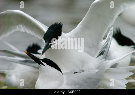 Sandwich-Seeschwalbe (Sterna Sandvichensis) Paarung Stockfoto