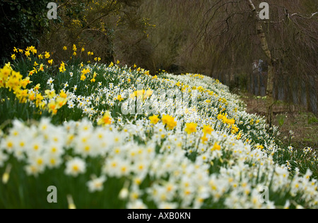 Bank of Yellow and White Daffodils (Narcissus) in Blüte im Frühling Stockfoto