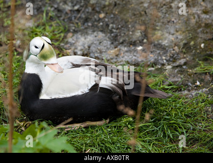 Porträt einer erwachsenen männlichen, auf Gras sitzenden eiderigen Ente (Somateria fischeri) im Frühling Stockfoto