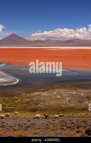 Eine kleine Herde von Lamas und Alpakas Fuß entlang der Küstenlinie von Laguna Colorado in den Altiplano Südbolivien. Stockfoto