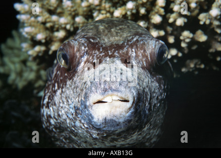 Nahaufnahme des maskierten Kugelfisch Kopf Stockfoto