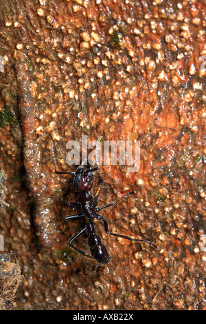 Aufzählungszeichen oder Conga Ameisen (Paraponeragroße Clavata) am Eingang ihres Nestes auf einem Baumstamm Stockfoto