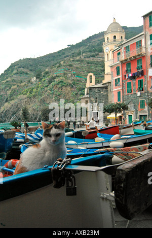 Katze auf einem Boot in das Dorf von Vernazza-Italien Stockfoto