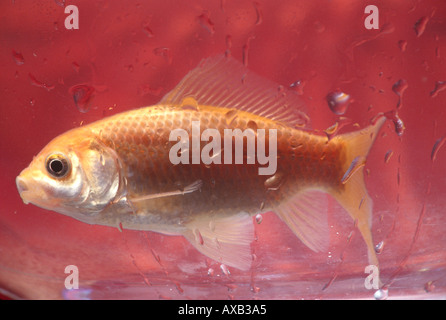 Goldfische in Schüssel Wasser sinkt auf Glas PR CL 158992 Stockfoto