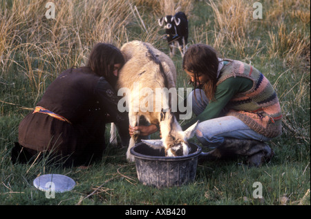 Menschen mit Ziegen im Tipi-Dorf Dyfed Wales UK SB Stockfoto