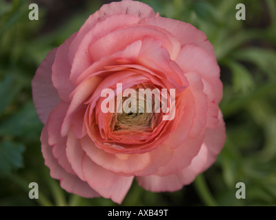 Rosa Ranunkeln Stockfoto