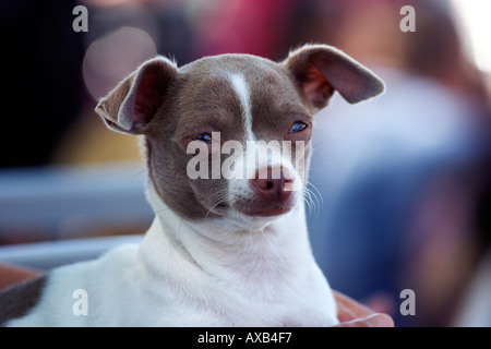 Braune und weiße Chihuahua Hund Stockfoto