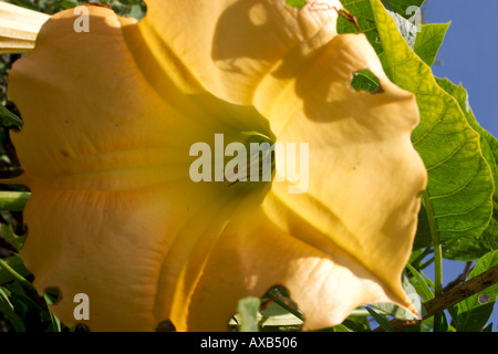 Gelbe Engel Trompete Blume Stockfoto