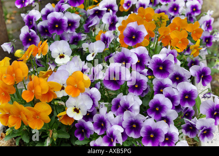 Nahaufnahme von lila Stiefmütterchen Blume Viola hybrida Stockfoto