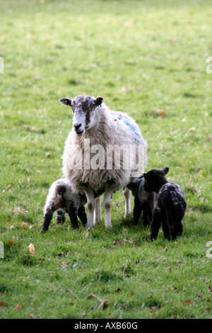 FRÜHJAHR LÄMMER AM CULHEAD DIE BLACKDOWN HÜGEL AN DER GRENZE DEVON SOMERSET Stockfoto