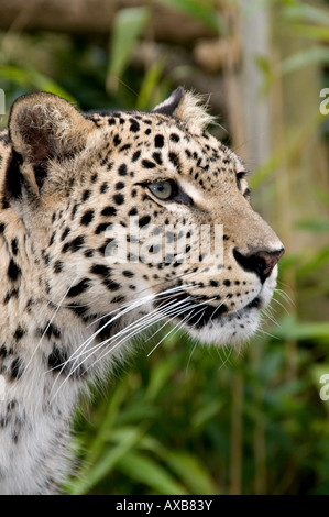 Persischer Leopard geradeaus starrte Portrait Stockfoto