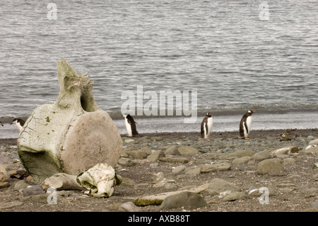 Antarktis Süd-Shetland-Inseln Aitcho Island Walknochen und Kinnriemen Pinguine auf Hintergrund Stockfoto