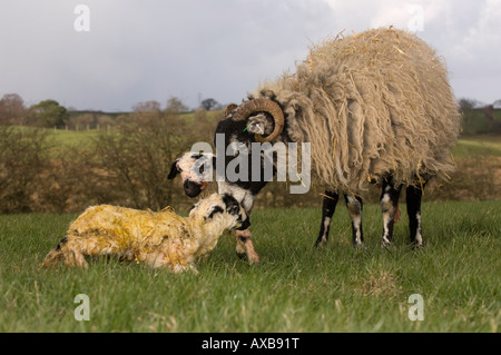 Swaledale Ewe mit Neugeborenen Lämmer Mule Cumbria Stockfoto