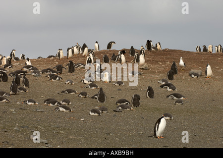 Antarctica South Shetland Inseln Aitcho Island Gentoo Penguins Stockfoto