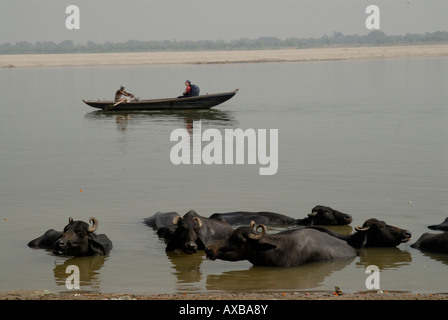 Wasserbüffel, Baden im Fluss Ganges Varanasi Indien Stockfoto