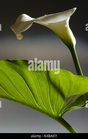 Calla Wasser Arum - Calla Palustris Stockfoto