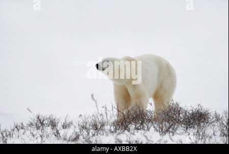 Ein Eisbär in der Tundra, Churchill, Manitoba, Kanada. Stockfoto