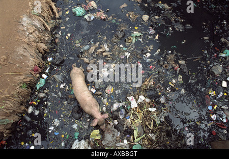 eine Schweinemast aus der offenen Kanalisation im größten Slum in Afrika - Kibera, Nairobi, Kenia Stockfoto