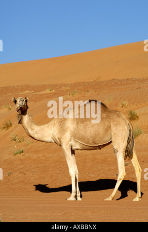 Einen arabischen Kamel / einer buckligen Dromedar (Camelus Dromedarius) im Wahiba Sands im Oman. Stockfoto