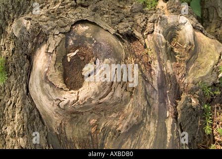 Rinde Holz Baum Root Knoten wachsen Stockfoto