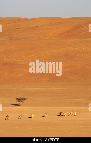 Ein Beduine seine arabischen Kamele (Camelus Dromedarius) über der Wüste Wahiba Sands (Ramlat al Wahaybah) in Oman führt. Stockfoto